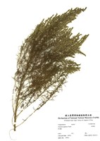 藏品(茵蔯蒿)的圖片